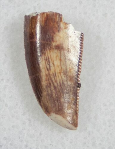 Serrated Raptor Tooth From Morocco - #13679